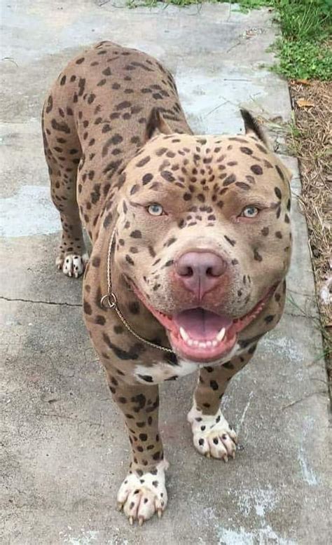 Leopard pitbull for sale. Things To Know About Leopard pitbull for sale. 